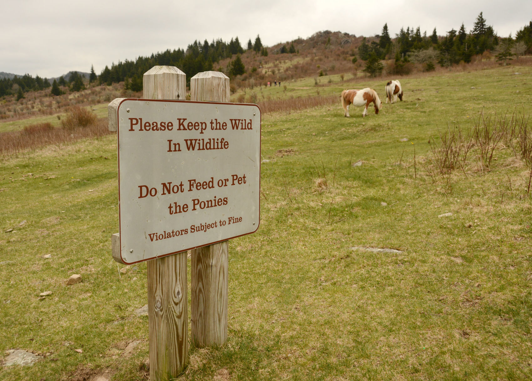 Mount Rogers National Recreation Area